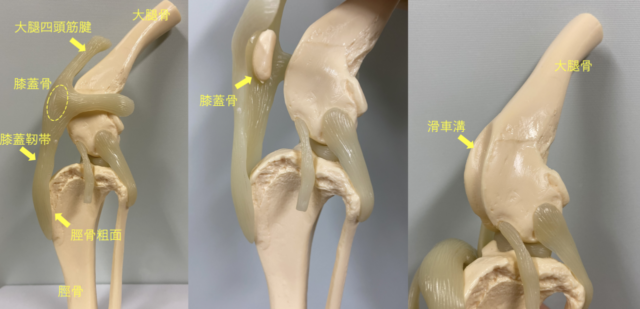 膝関節の概要